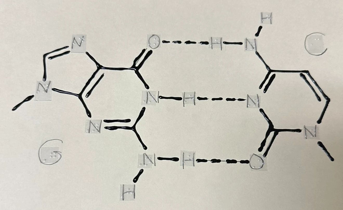 Tactile chemical structures marked G and C, with raised black bonds, dashed connections, and letter and braille labels.