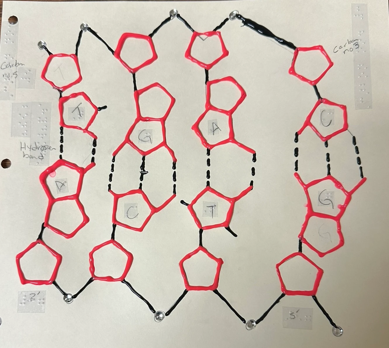 Handmade tactile DNA diagram with red raised shapes, black connecting lines, clear beads, and braille labels on paper.